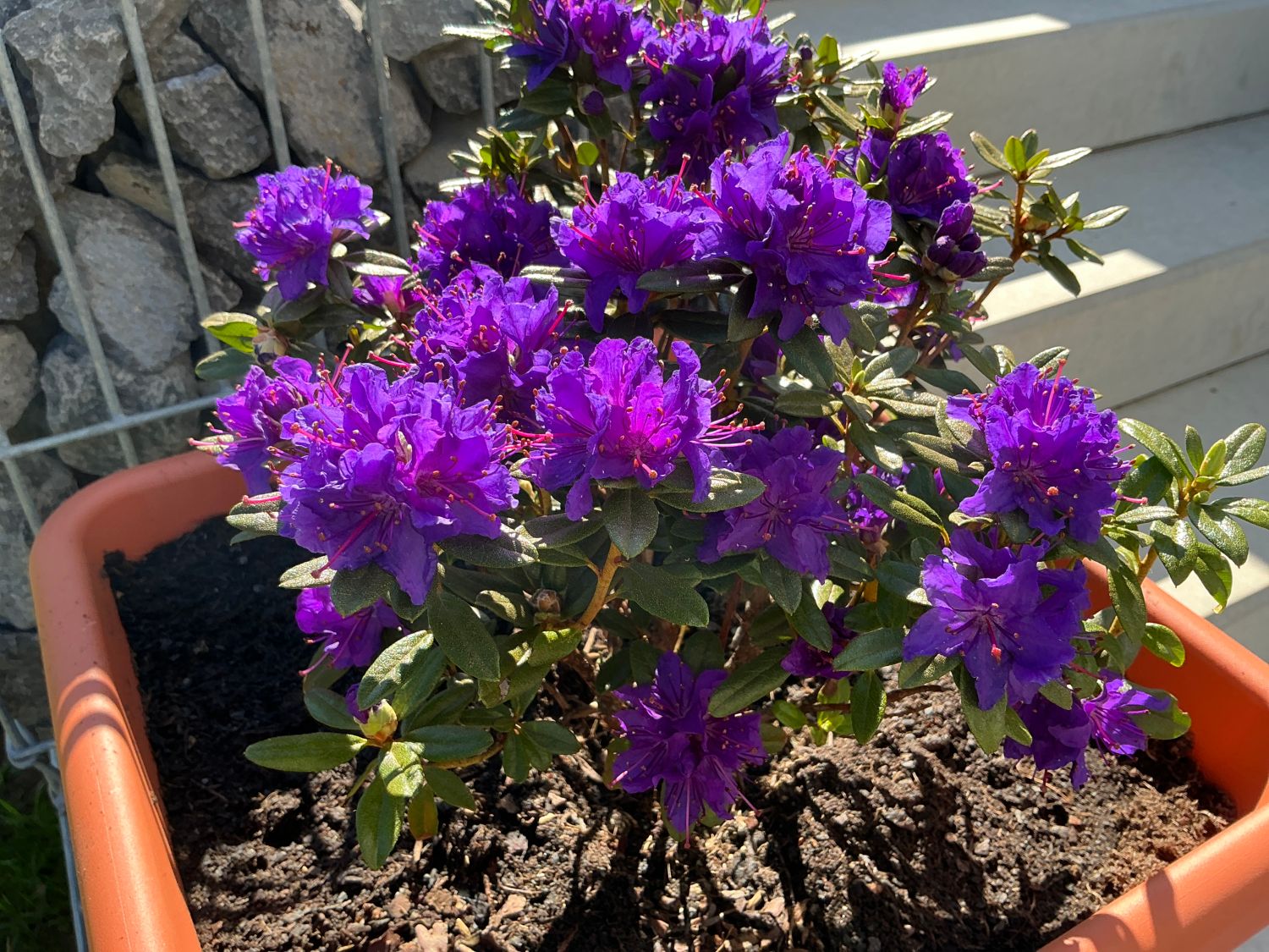Rhododendron 'Blue Wonder' - Rhododendron impeditum 'Blue Wonder' -  Baumschule Horstmann