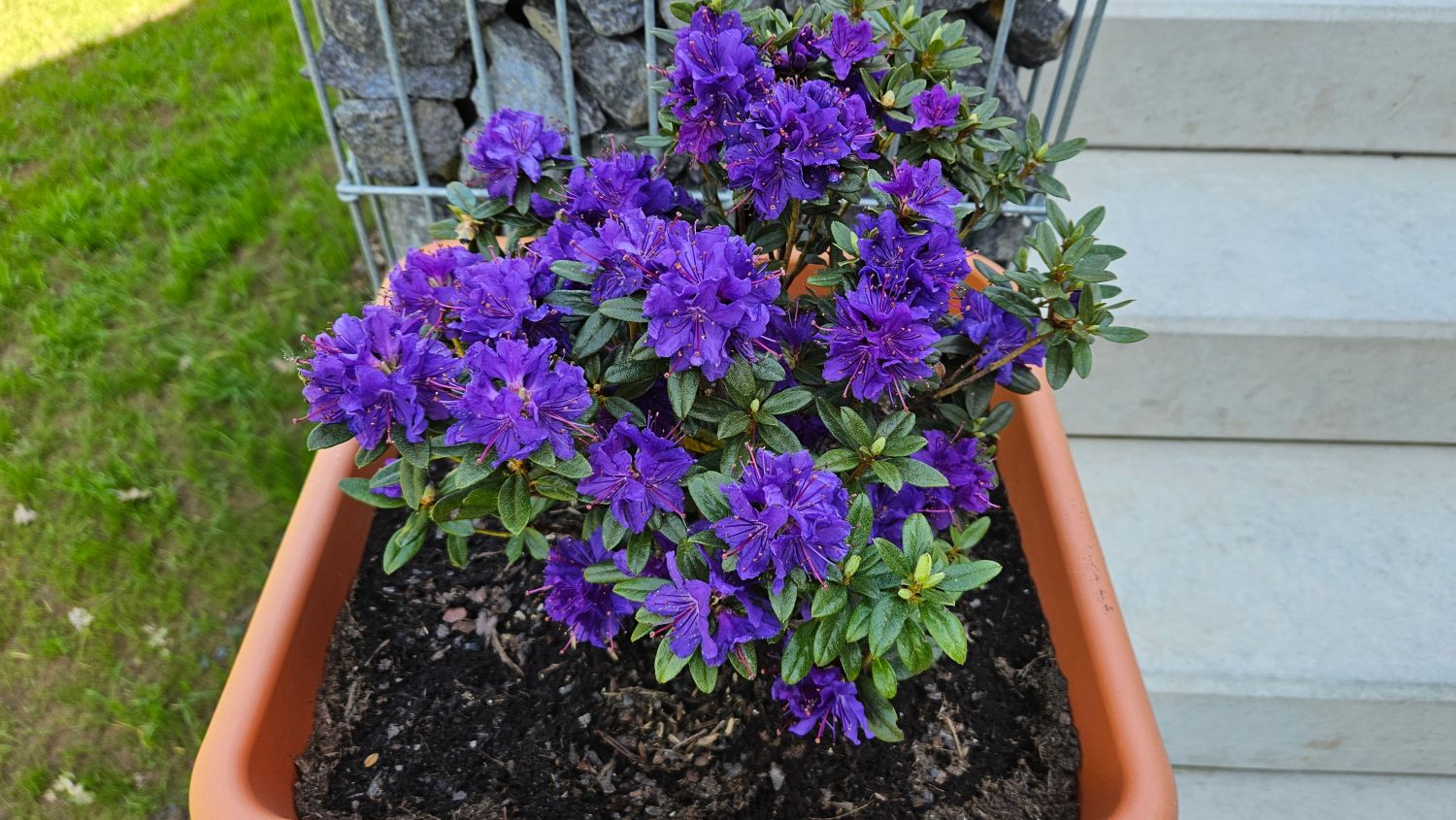 Rhododendron 'Blue Wonder'