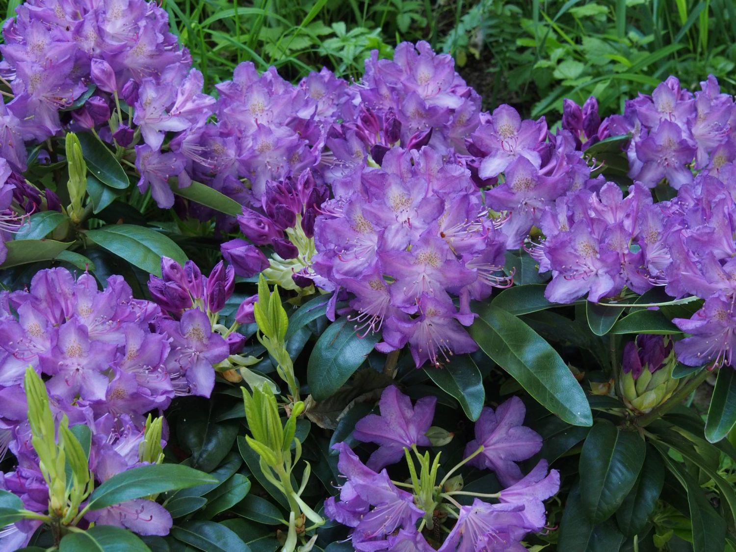 Rhododendron 'Catawbiense Grandiflorum' Rhododendron Hybride