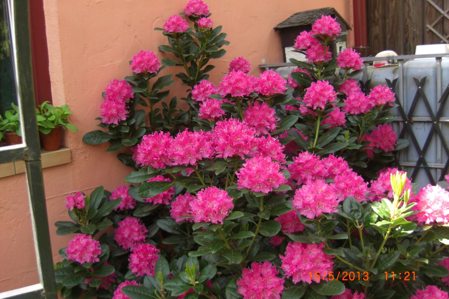 Rhododendron 'Roseum Elegans' Rhododendron Hybride 'Roseum Elegans