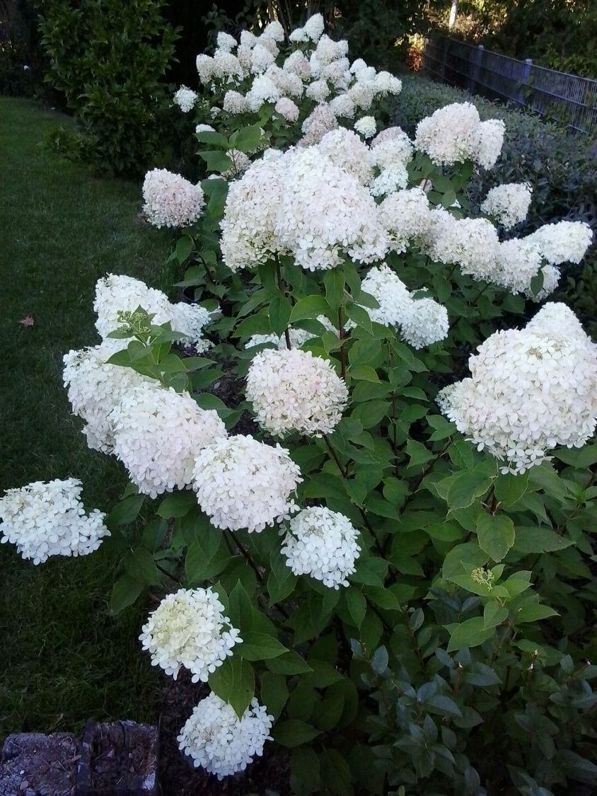 Rispenhortensie 'Limelight' Hydrangea paniculata 'Limelight