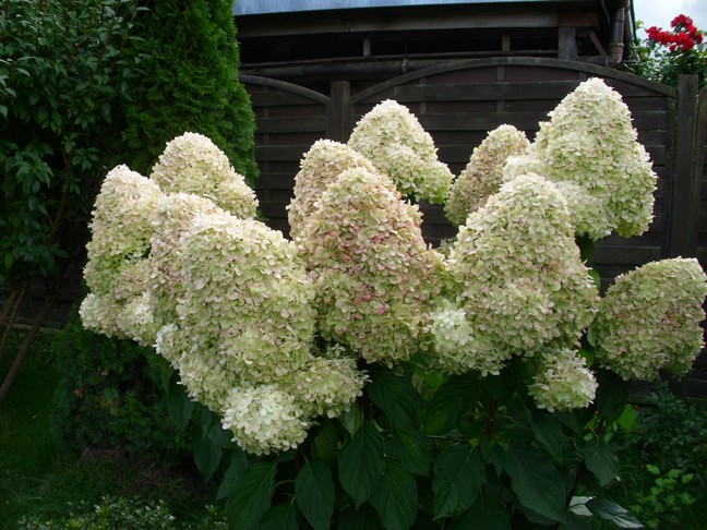 Rispenhortensie Vanille Fraise® 60-80cm Hydrangea paniculata