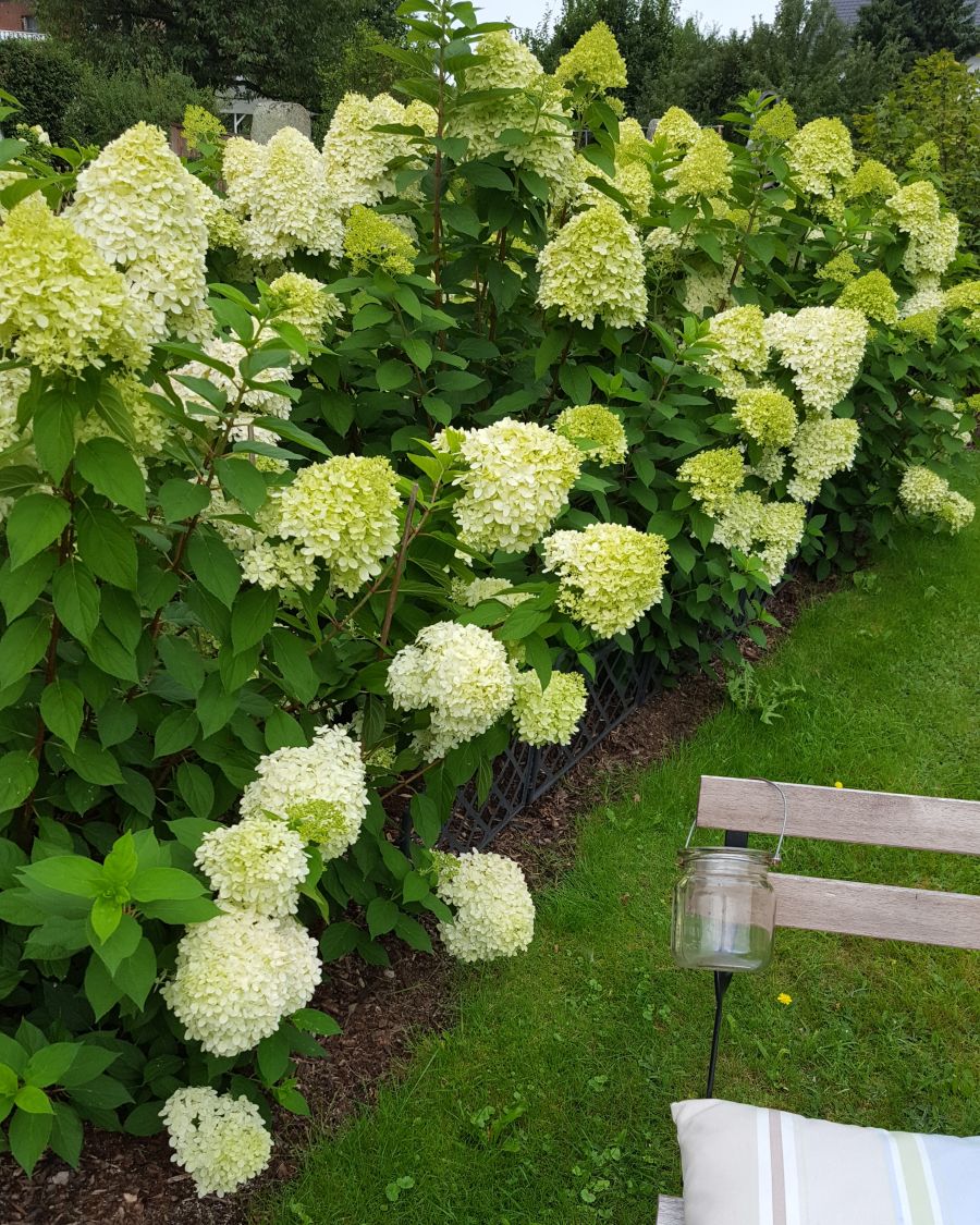 Hortensie orna Hortensie Hydrangea paniculata Limelight ® 40-60 cm in vaso 