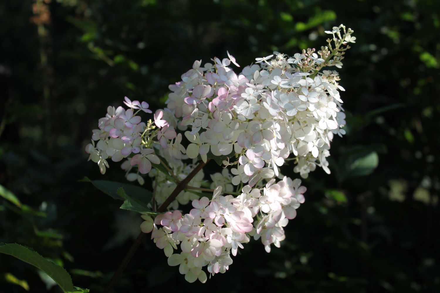 rispenhortensie vanille fraise  m012010 311305 0