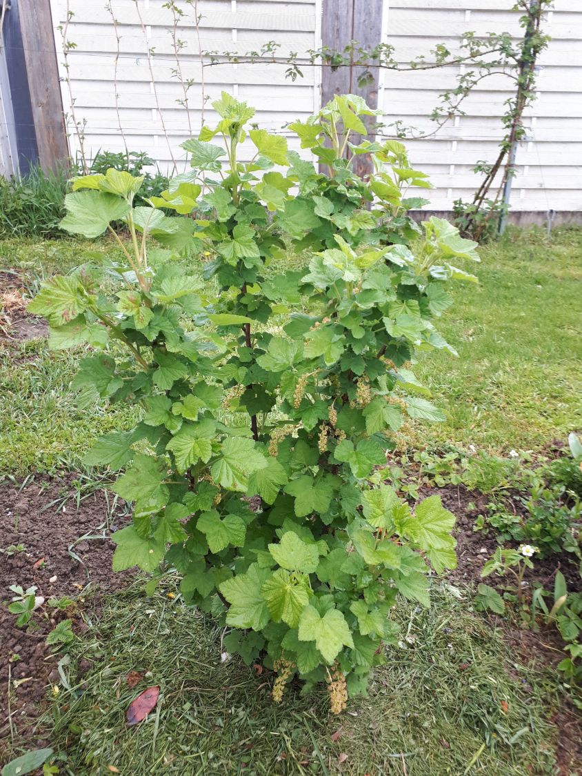 Rote Johannisbeere 'Rovada' - Ribes rubrum 'Rovada' - Baumschule Horstmann