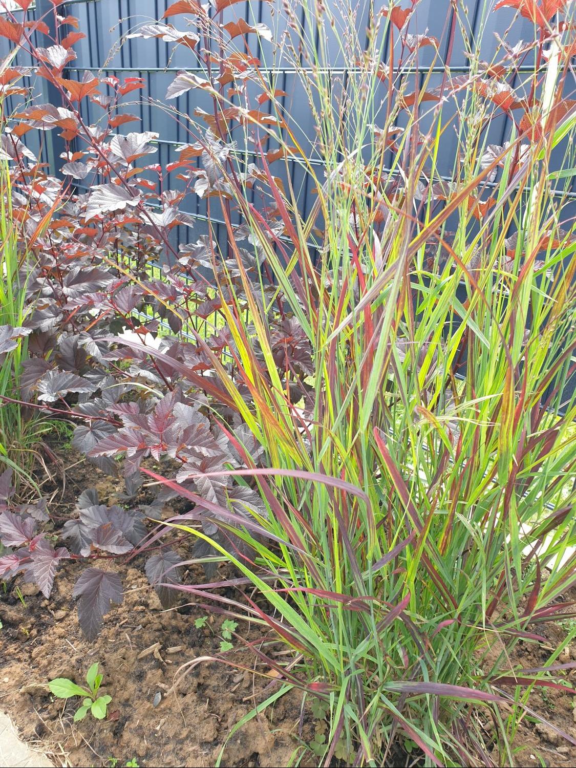 Ruten-Hirse Zierhirse Panicum virgatum 'Rotstrahlbusch'   im 1 Liter Topf 