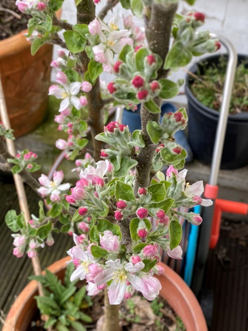 Säulenapfel Ballerina 'Polka' ® - Malus Ballerina 'Polka' ® - Baumschule  Horstmann