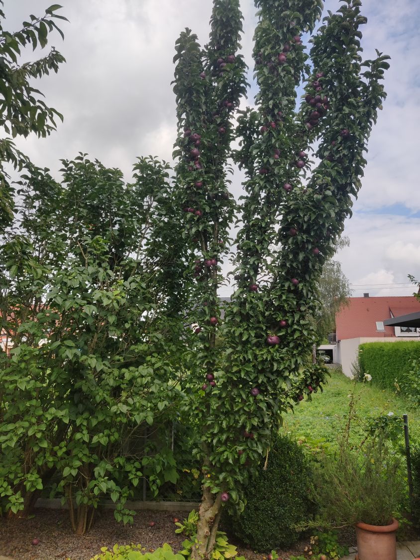 Säulenapfel \'Blue Moon\' ® (S) - Malus \'Blue Moon\' ® (S) - Baumschule  Horstmann | Obstbäume & Gemüsepflanzen