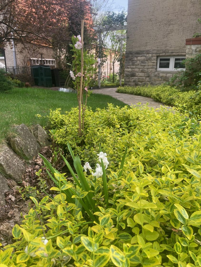Sulenkirsche 'Amanogawa' - Prunus serrulata 'Amanogawa' - Baumschule  Horstmann