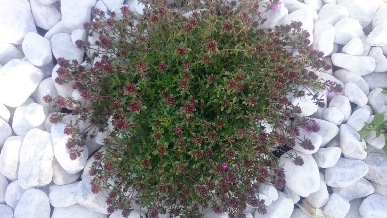 Roter Kriechender Thymian