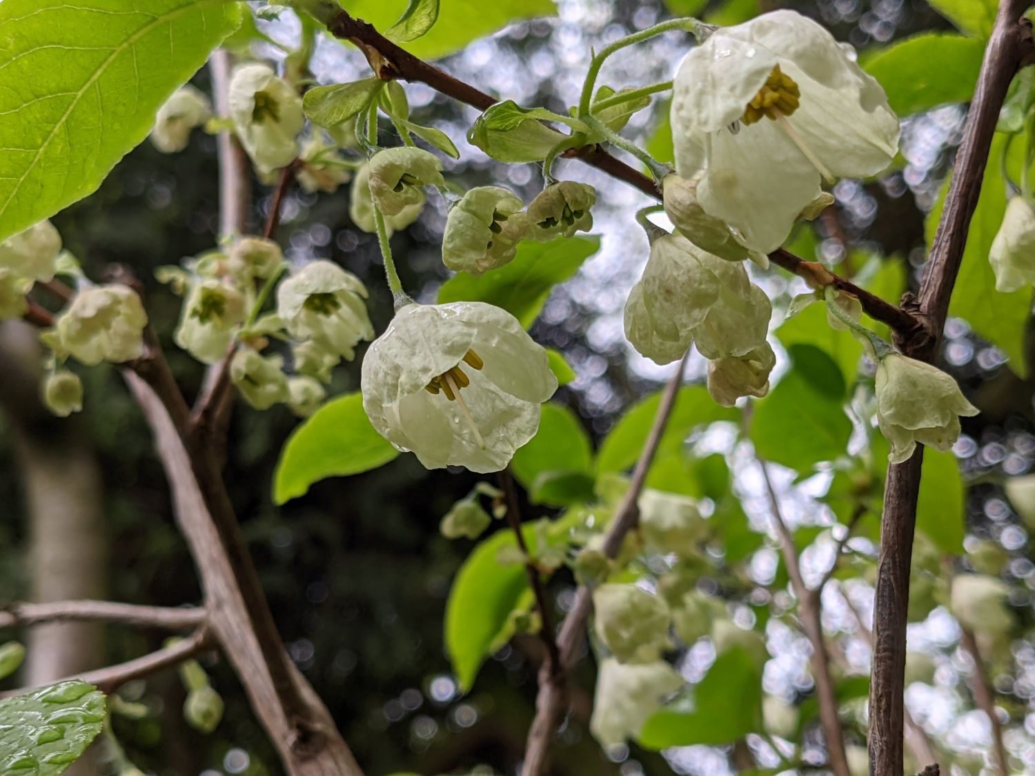 Schneeglöckchenbaum Halesia carolina planta 25-30cm maiglöckchenbaum rareza