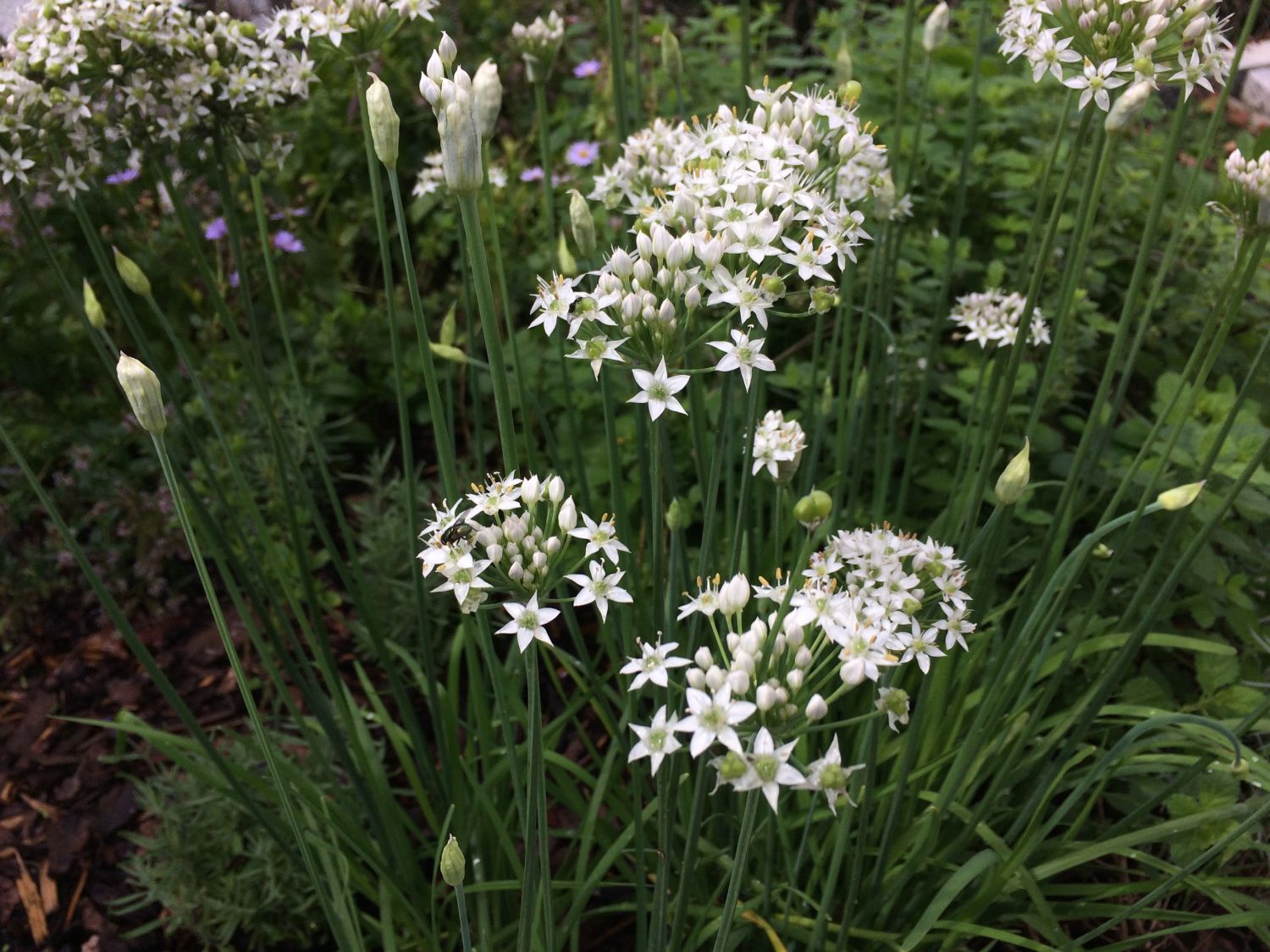 Schnitt-Knoblauch / Knoblauch-Schnittlauch - Allium tuberosum ...