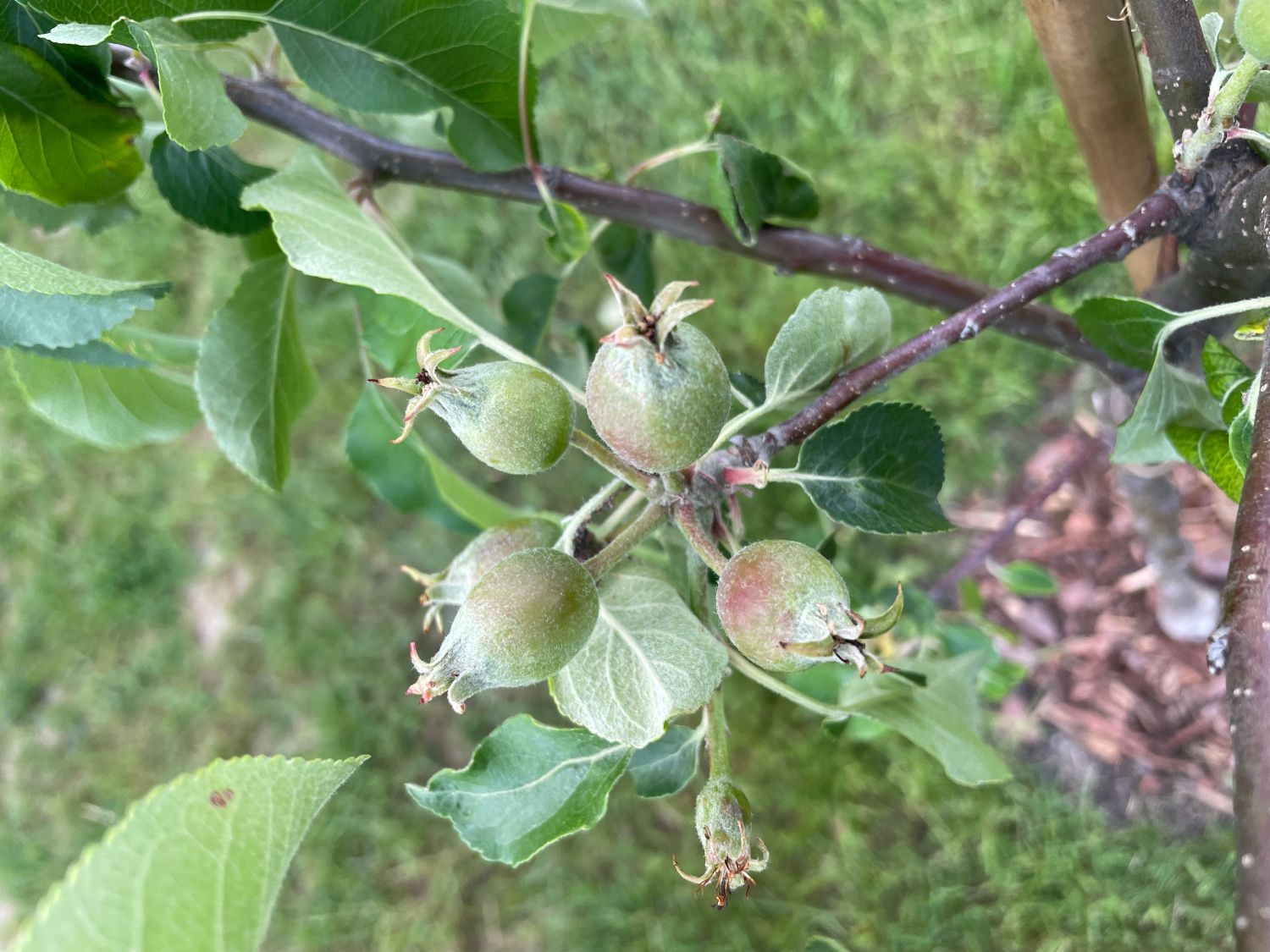 Sommerapfel 'James Grieve' - Malus 'James Grieve' - Baumschule Horstmann