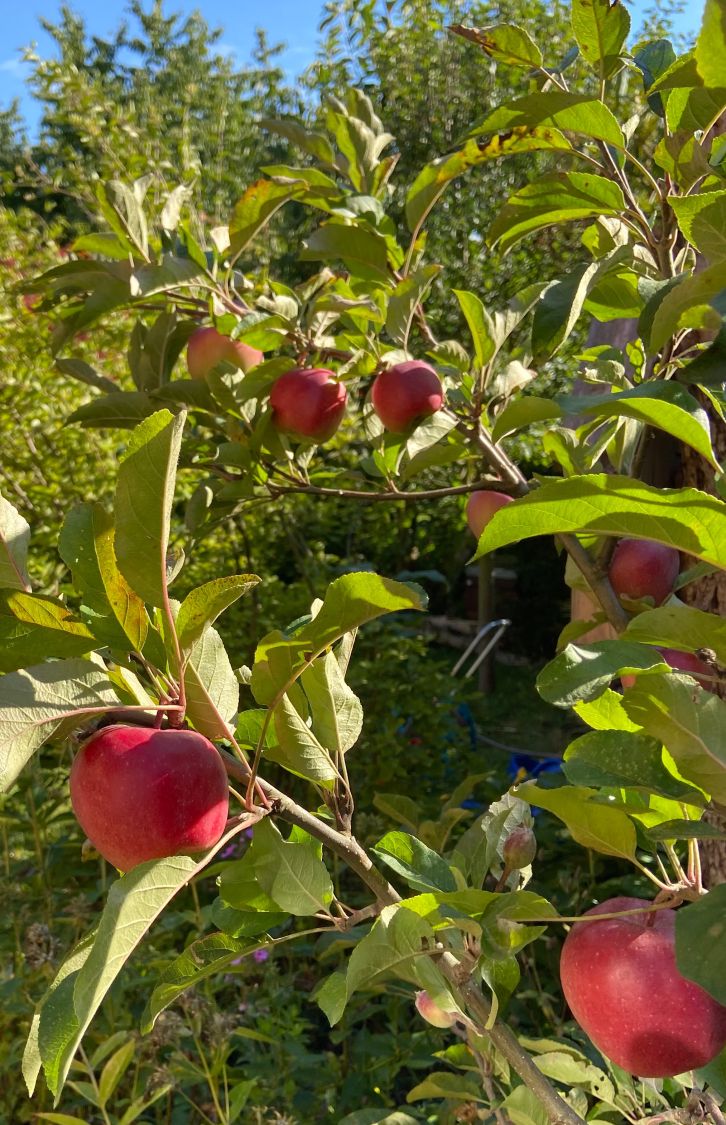Sommerapfel \'Roter James Grieve\' / \'Rubin\' - Malus \'Roter James Grieve\' /  \'Rubin\' - Baumschule Horstmann