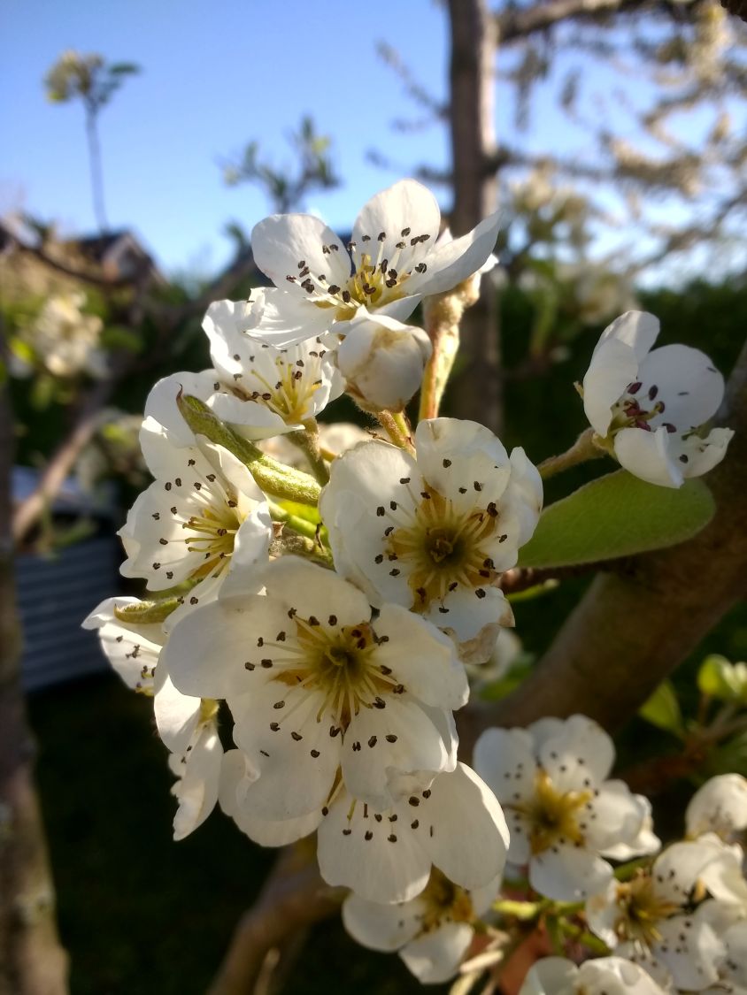 Sommerbirne 'Williams Christ' - Pyrus communis 'Williams Christ' -  Baumschule Horstmann