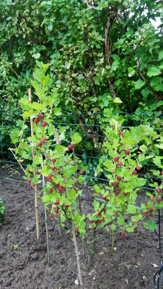 Stachelbeere 'Hinnonmäki rot' - Ribes uva-crispa 'Hinnonmäki rot' -  Baumschule Horstmann