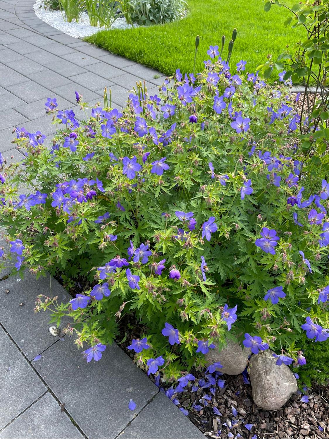 20 Stück Storchschnabel Johnson s Blue Geranium violettblaue bodendecker im Topf 