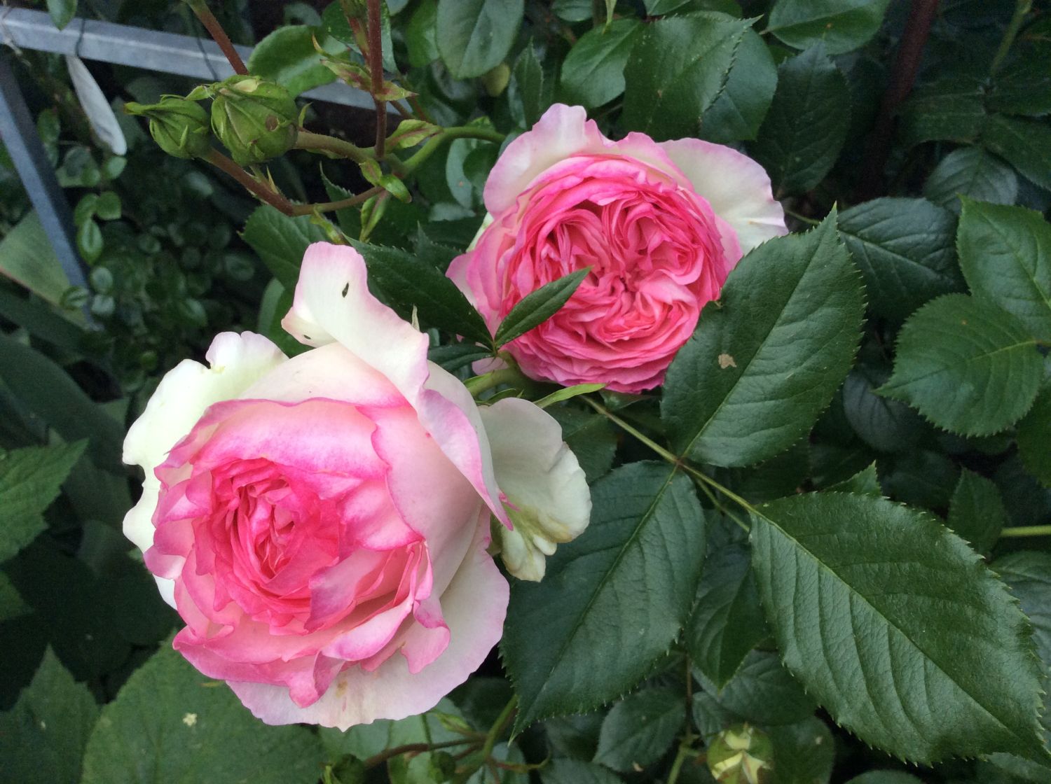 Strauchrose 