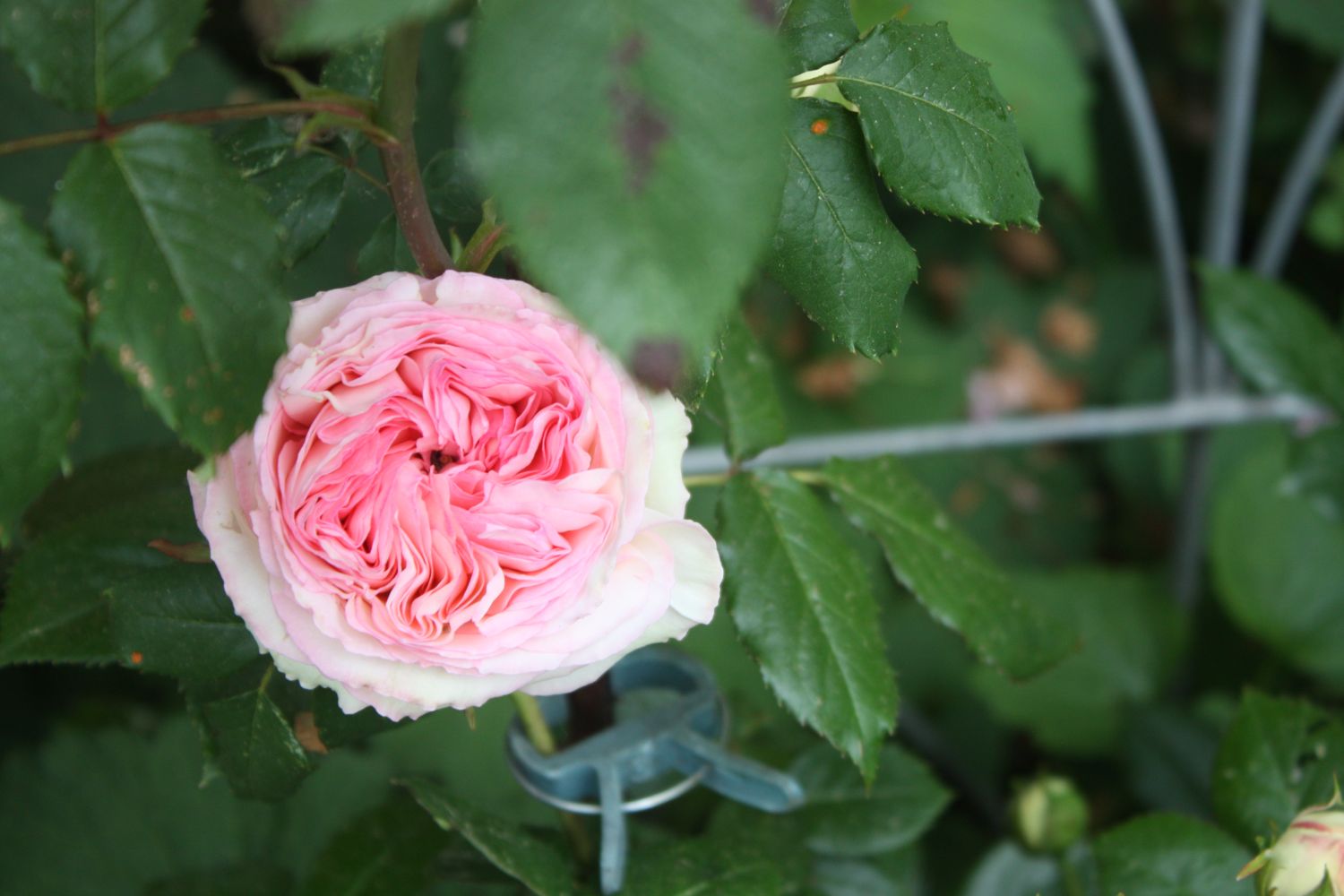 Strauchrose 'Eden Rose 85' ® Rosa 'Eden Rose 85' ® Baumschule Horstmann