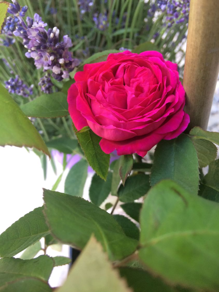 Hochstamm Rose De Resht | Hochstamm rose de Resht – WWTCMR