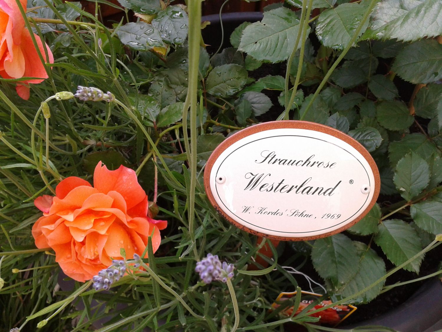 Emaille-Rosenschild 'Westerland' – Rustikales Schild Mit Erdspieß (50 Cm) Für Den Garten
