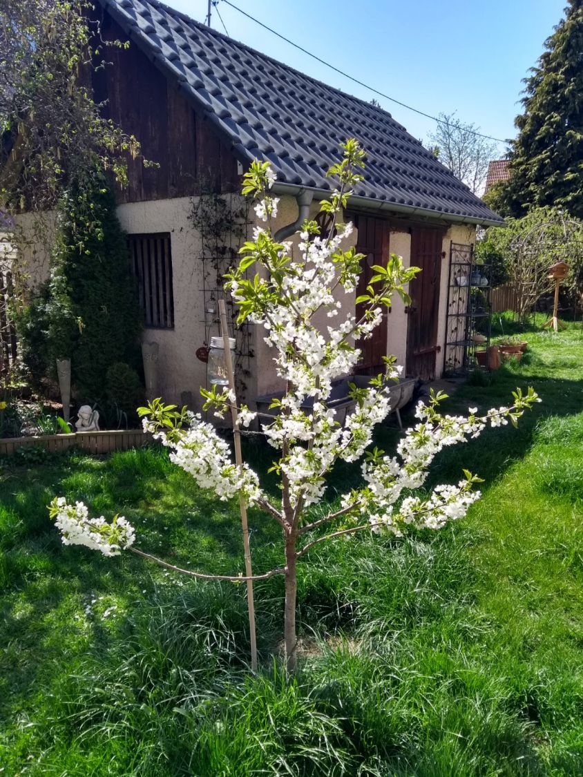 Süßkirsche 'Dönissens Gelbe Knorpelkirsche' - Prunus avium 'Dönissens Gelbe  Knorpelkirsche' - Baumschule Horstmann