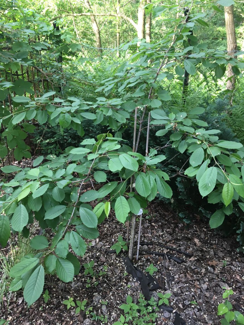 Süßkirsche 'Dönissens Gelbe Knorpelkirsche' - Prunus avium 'Dönissens Gelbe  Knorpelkirsche' - Baumschule Horstmann