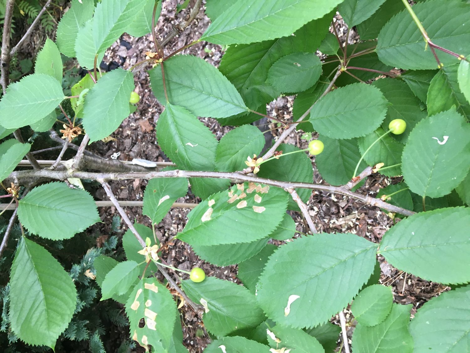 Süßkirsche 'Dönissens Gelbe Knorpelkirsche' - Prunus avium 'Dönissens Gelbe  Knorpelkirsche' - Baumschule Horstmann
