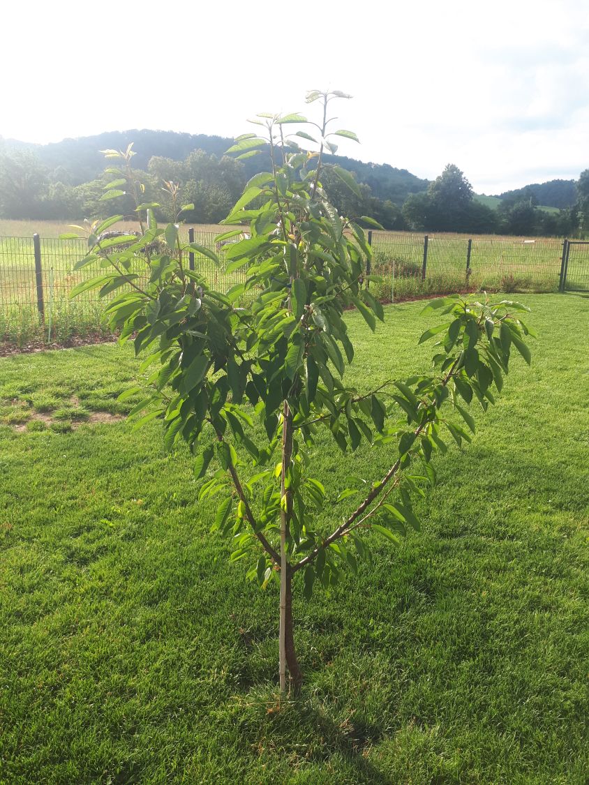 Süßkirsche 'Große Schwarze Knorpelkirsche' - Prunus 'Große Schwarze  Knorpelkirsche' - Baumschule Horstmann