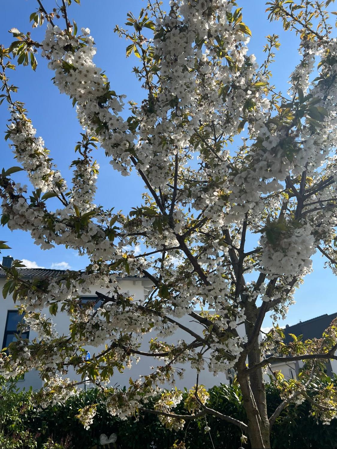 Süßkirsche 'Große Schwarze Knorpelkirsche' - Prunus 'Große Schwarze  Knorpelkirsche' - Baumschule Horstmann