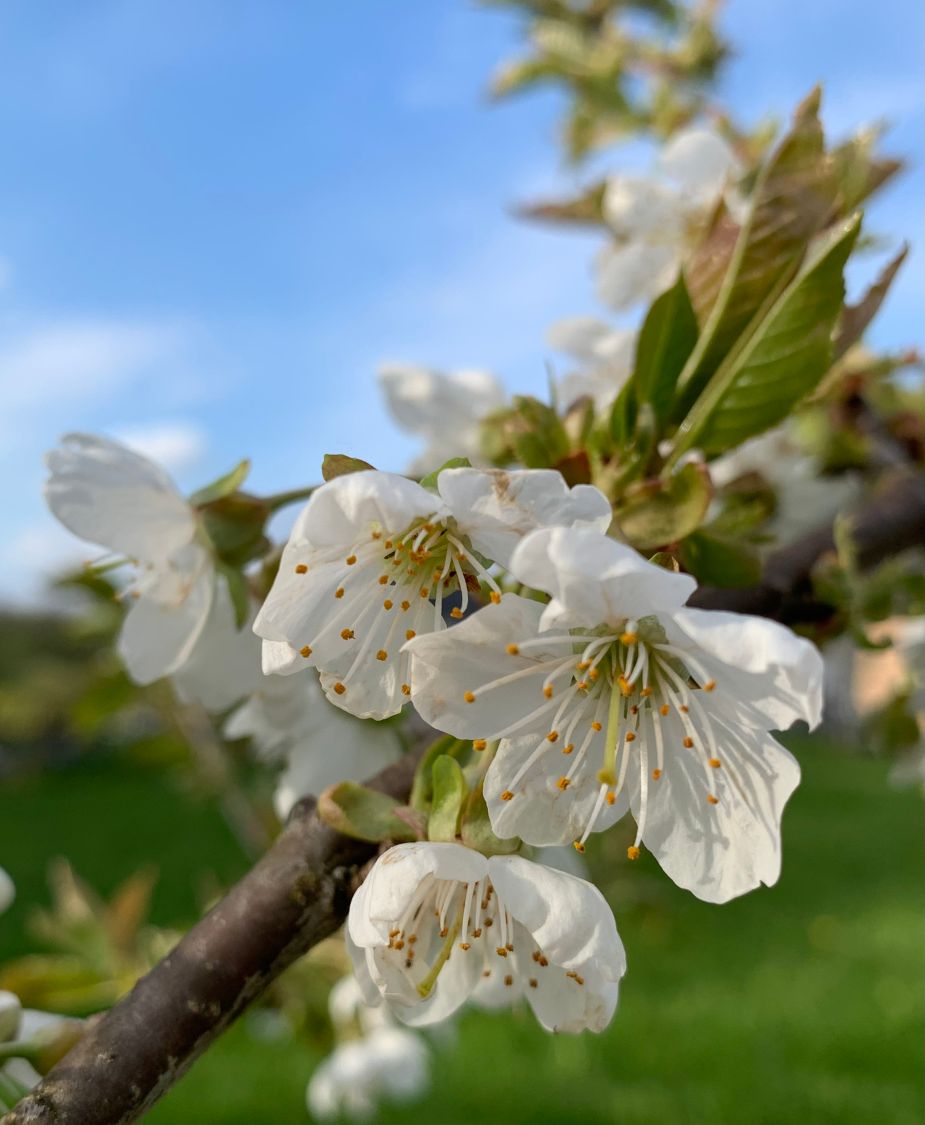 Süßkirsche \'Schneiders Späte Knorpelkirsche\' - Prunus \'Schneiders Späte  Knorpelkirsche\' - Baumschule Horstmann