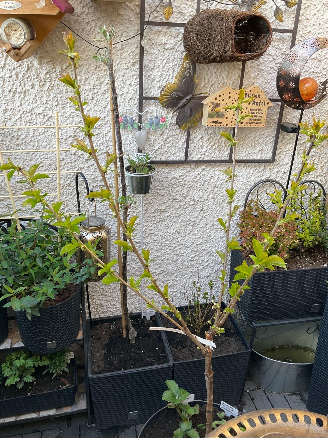 Süßkirsche 'Stella Compact' ® als Ministämmchen - Prunus avium 'Stella  Compact' als Ministämmchen - Baumschule Horstmann