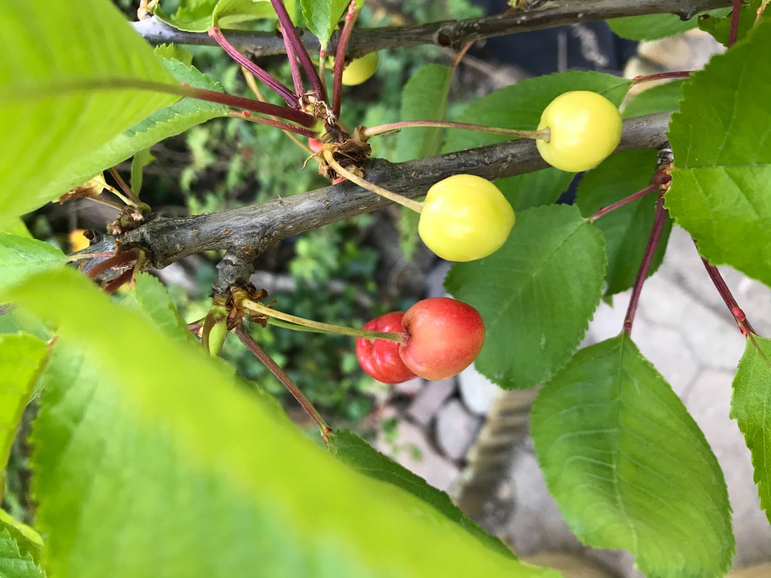 Süßkirsche 'Stella Compact' ® als Ministämmchen - Prunus avium 'Stella  Compact' als Ministämmchen - Baumschule Horstmann