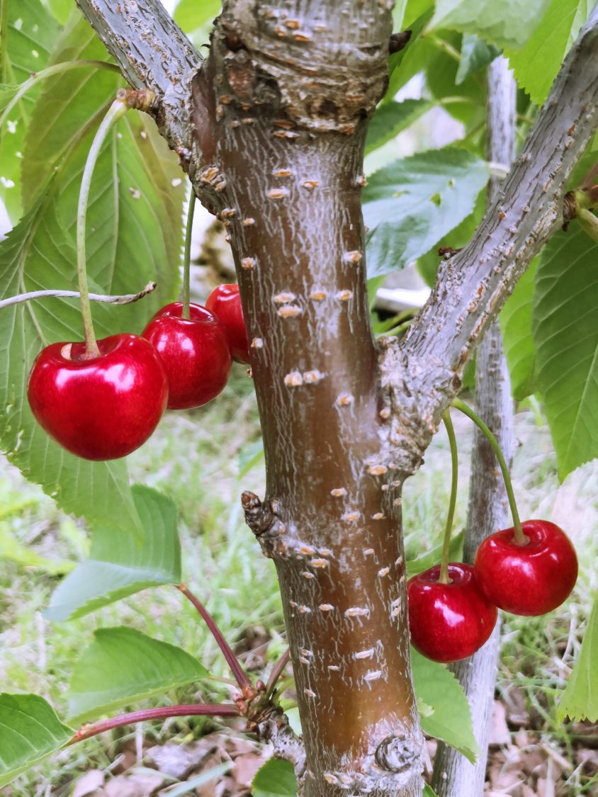 Süßkirsche 'Stella' / selbstfruchtend - Prunus 'Stella' - Baumschule  Horstmann