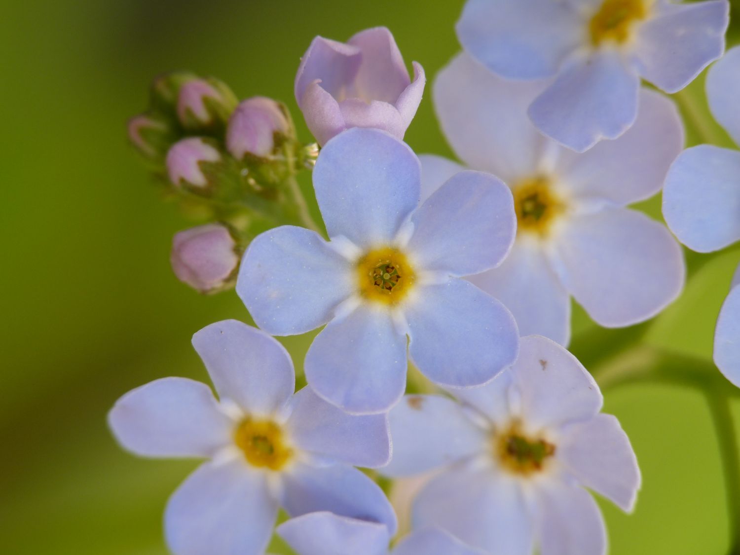 Sumpf Vergissmeinnicht Myosotis Palustris Fur Deinen Garten