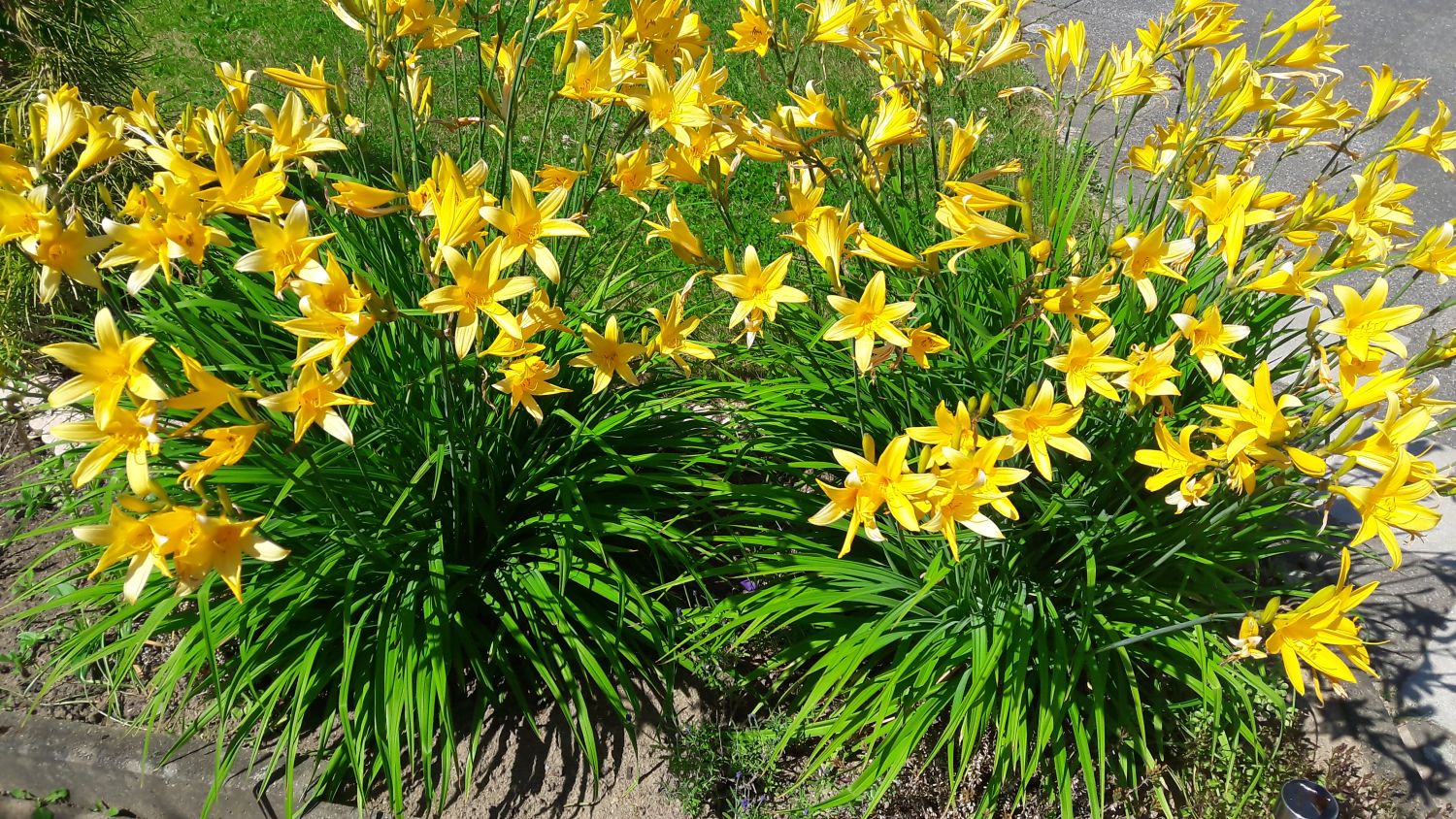 Taglilie 'Stella de Oro' Schönste Stauden & Expertenwissen