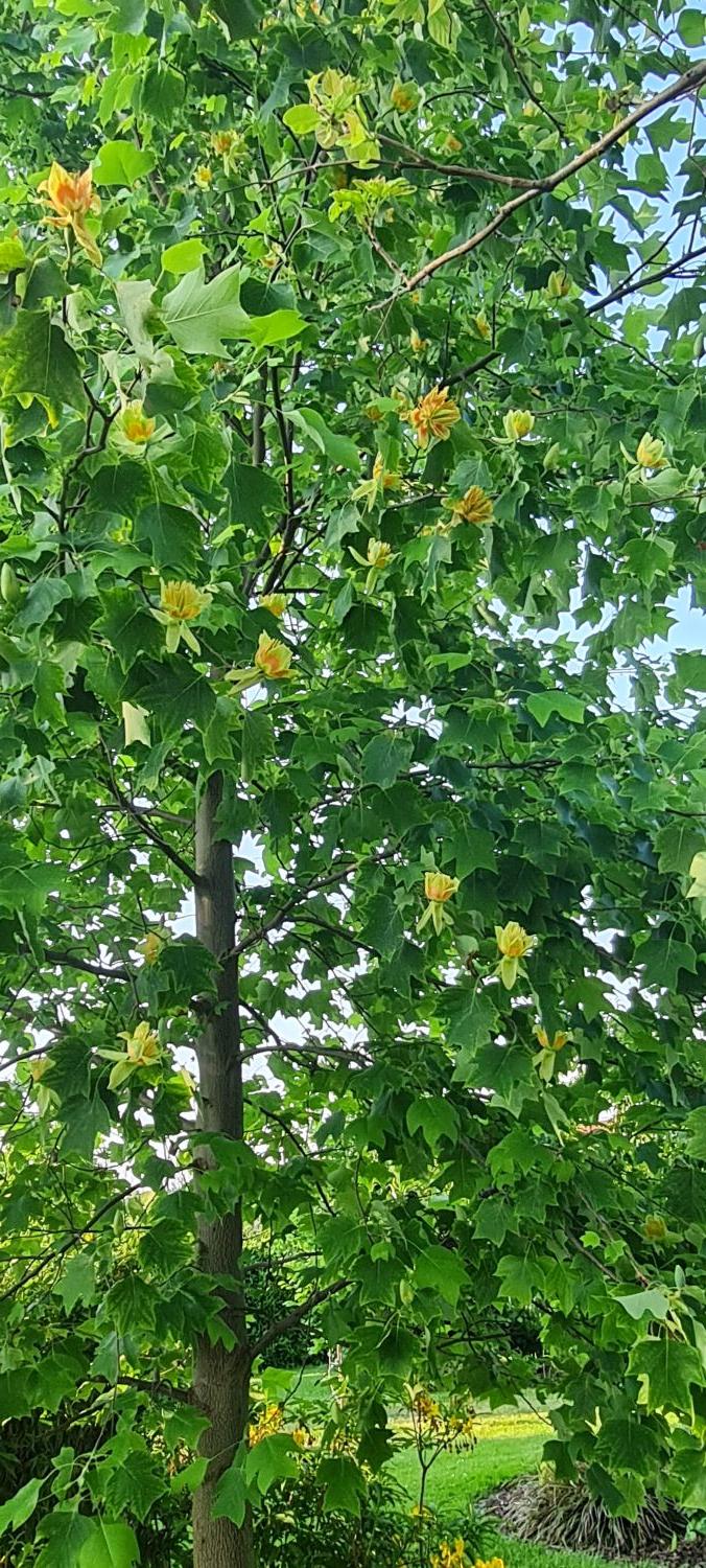 Tulpenbaum - Liriodendron tulipifera - Baumschule Horstmann