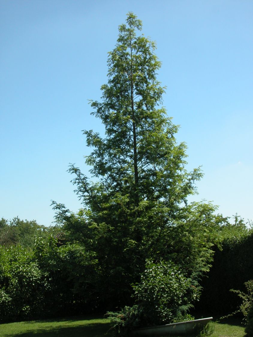 Metasequoia glyptostroboides Urweltmammutbaum Chinesisches Rotholz 125-150cm 