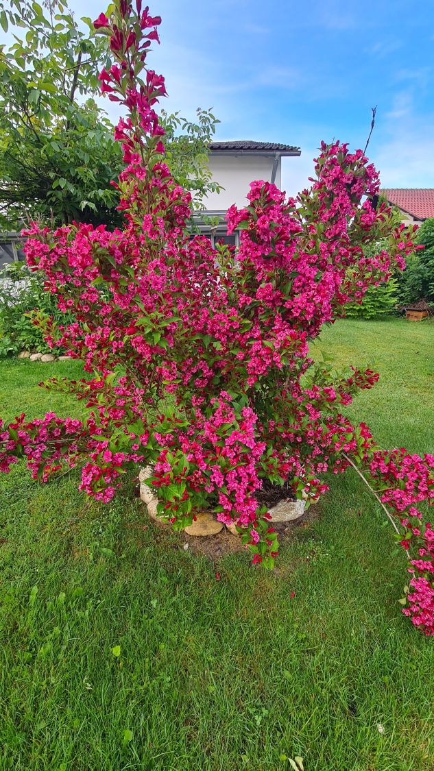 Weigelie 'Bristol Ruby' - Weigela 'Bristol Ruby' - Baumschule Horstmann