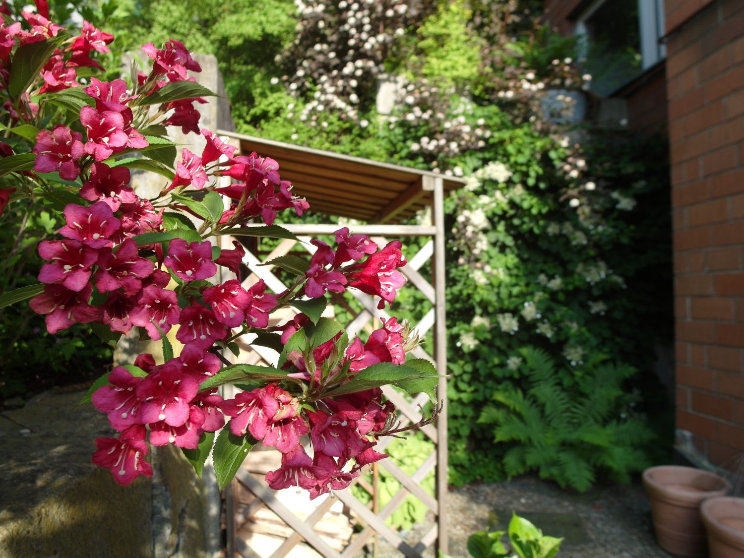 Weigelie 'Bristol Ruby' - Weigela 'Bristol Ruby' - Baumschule Horstmann