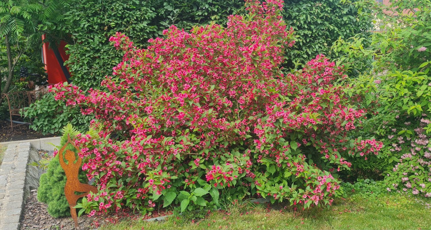 Weigelie 'Bristol Ruby' - Weigela 'Bristol Ruby' - Baumschule Horstmann