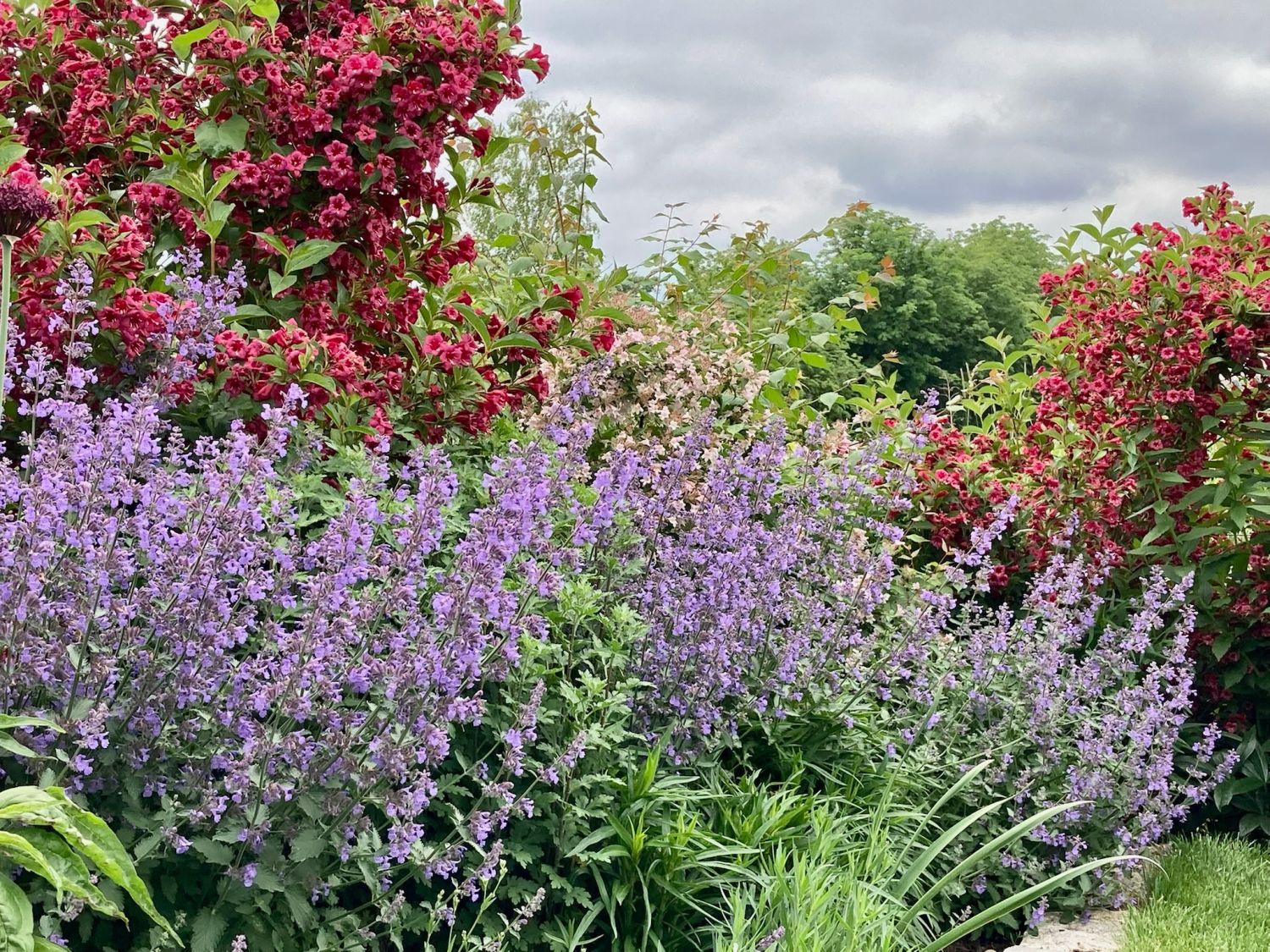 Weigelie 'Bristol Ruby' - Weigela 'Bristol Ruby' - Baumschule Horstmann