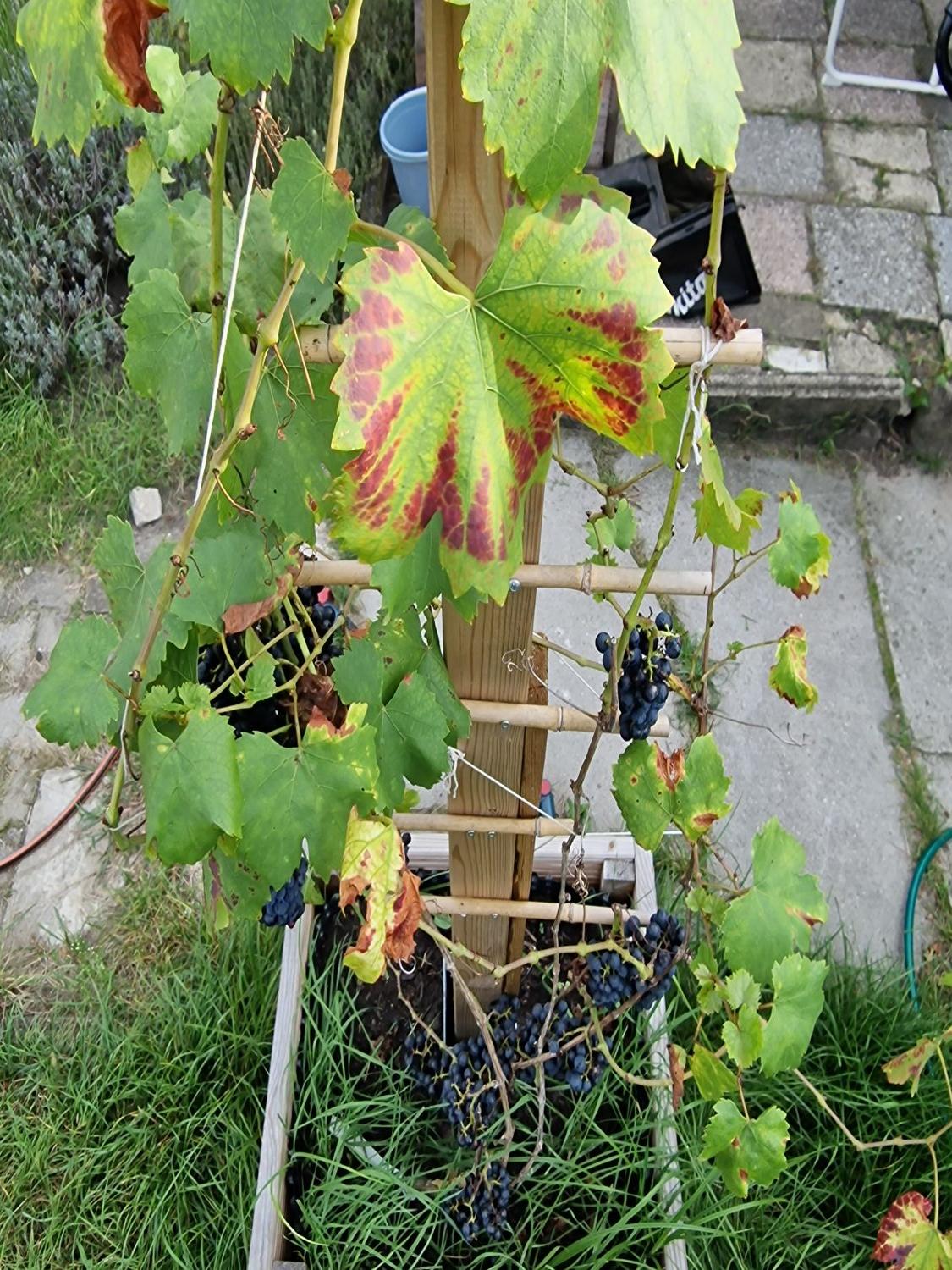 Produktbild von 3x Weintraube Domina – Tiefblaue, Aromatische Naschtraube Aus Der Rebschule Vitiserve – Robust, Frosthart & Ideal Für Saft