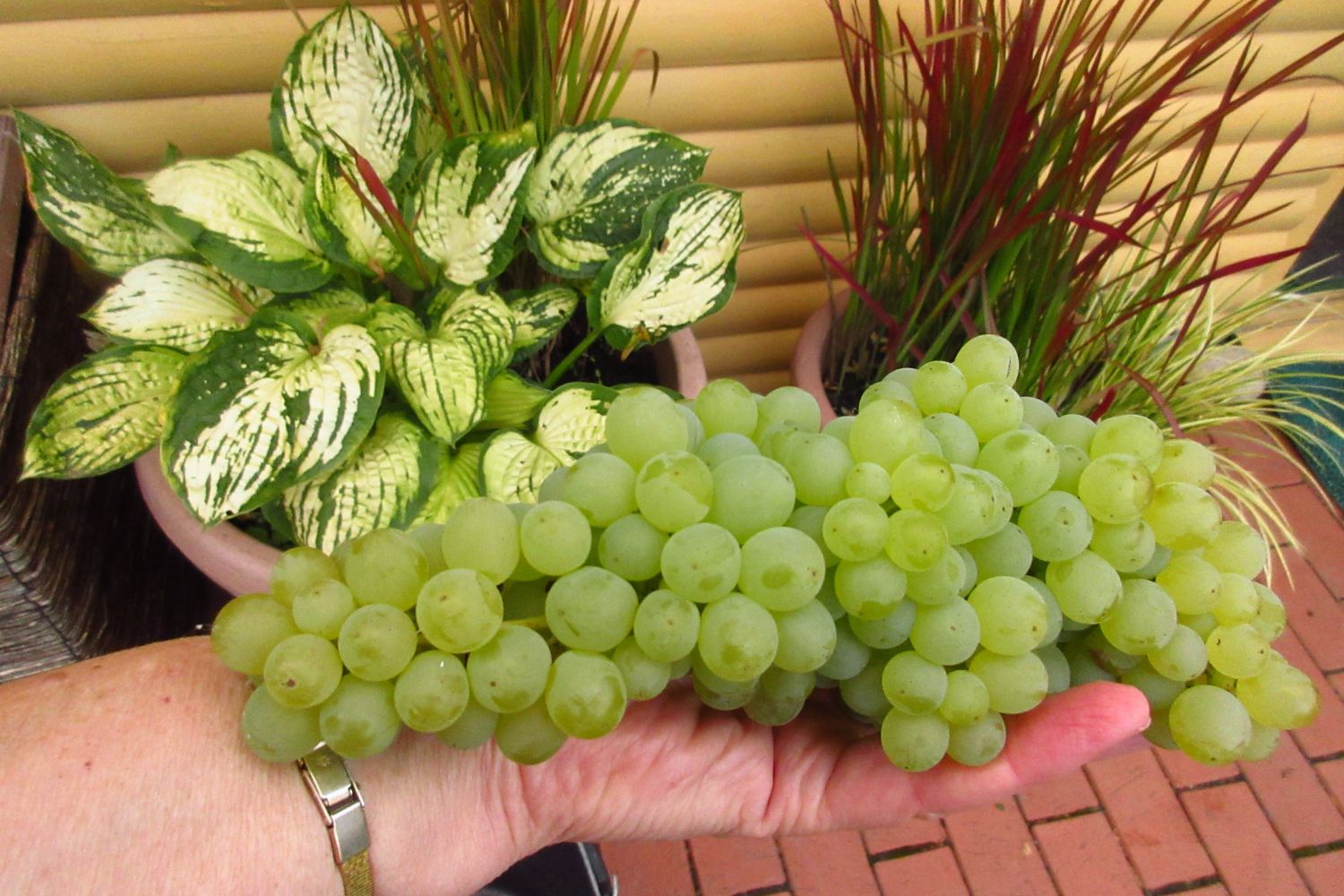 Weintraube 'Lakemont' - Vitis 'Lakemont' - Baumschule Horstmann