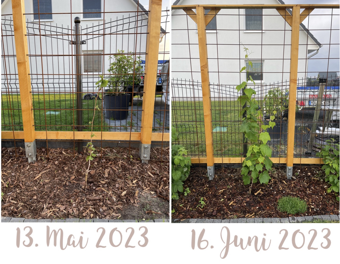 Weintraube 'Lakemont' - Vitis 'Lakemont' - Baumschule Horstmann