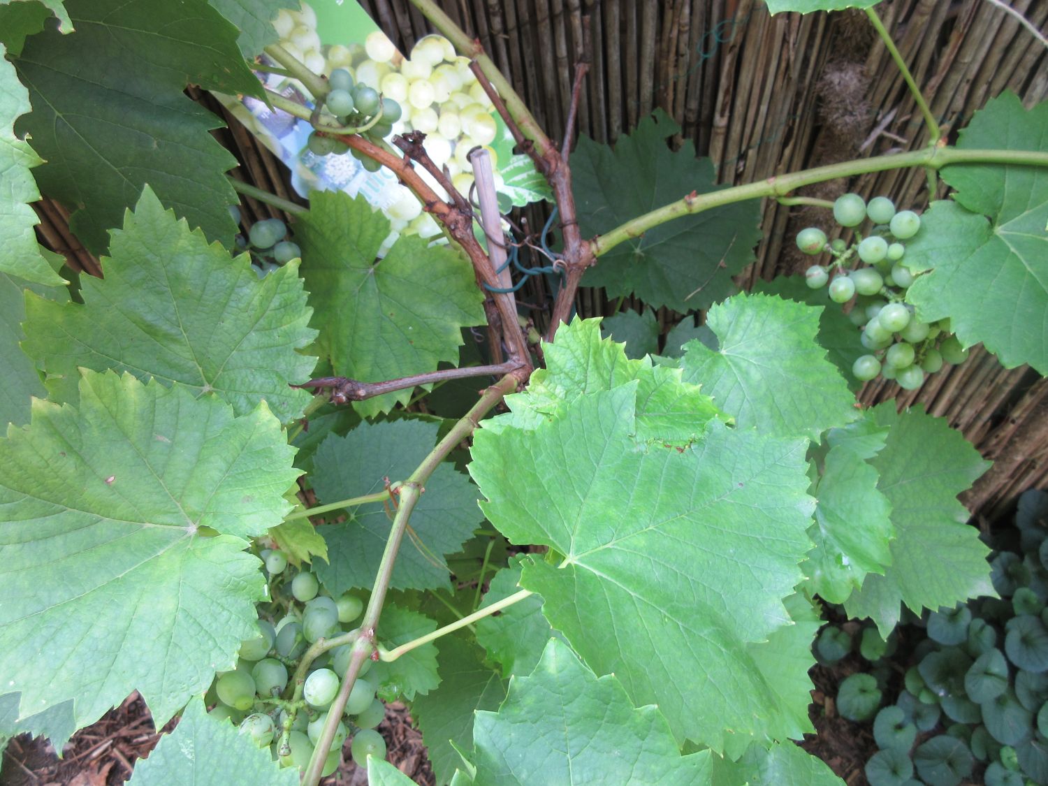 Weintraube 'Phönix' - Vitis 'Phönix' - Baumschule Horstmann