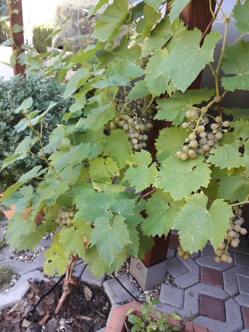 Weintraube 'Phönix' - Vitis 'Phönix' - Baumschule Horstmann