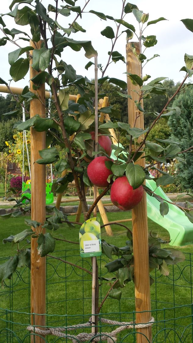 Winterapfel 'Schöner aus Boskoop' - Malus domestica 'Schöner aus Boskoop' -  Baumschule Horstmann