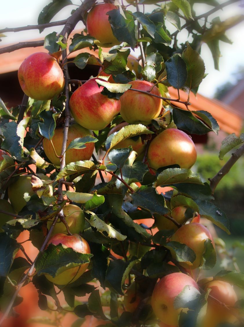 Winterapfel 'Jonagold' ® - Malus 'Jonagold' ® - Baumschule Horstmann