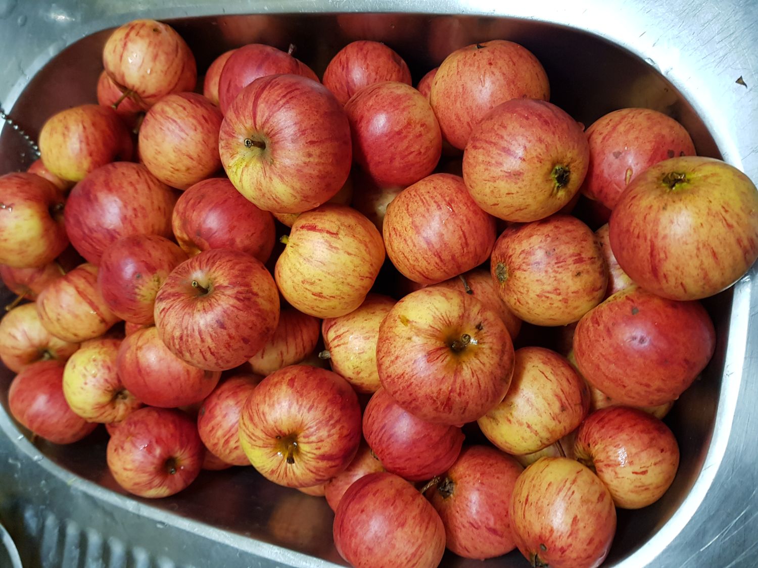 Winterapfel 'Rheinischer Bohnapfel' - Malus 'Rheinischer Bohnapfel' -  Baumschule Horstmann